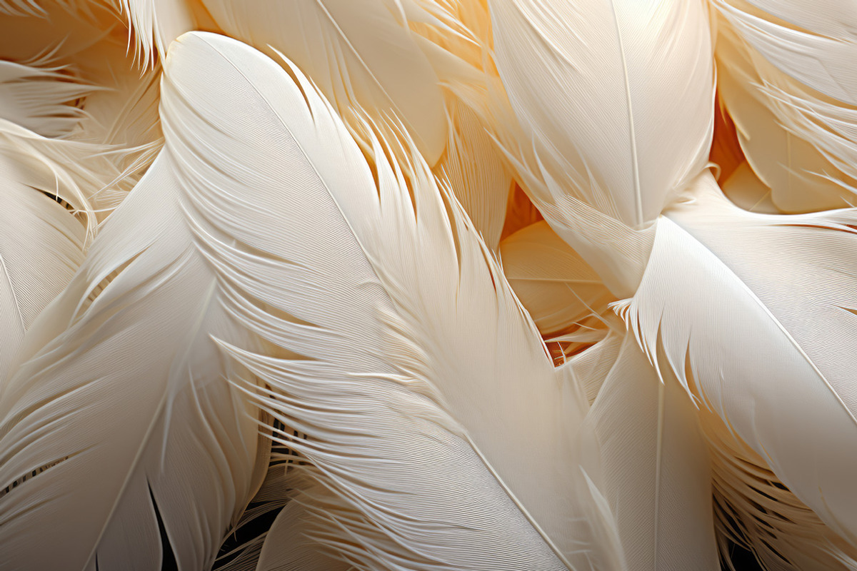 Feathers. 54 images, an Animal Illustration by Handmadefont (Photo 5 of 12)