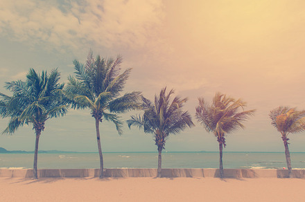 Coconut palm trees in tropical beach stock photo containing coconut and tree, a Nature Photo by Casanowe-studio
