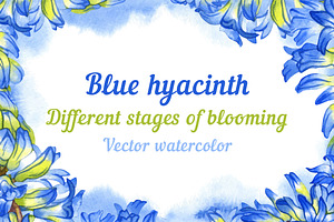 Vector watercolor hyacinth