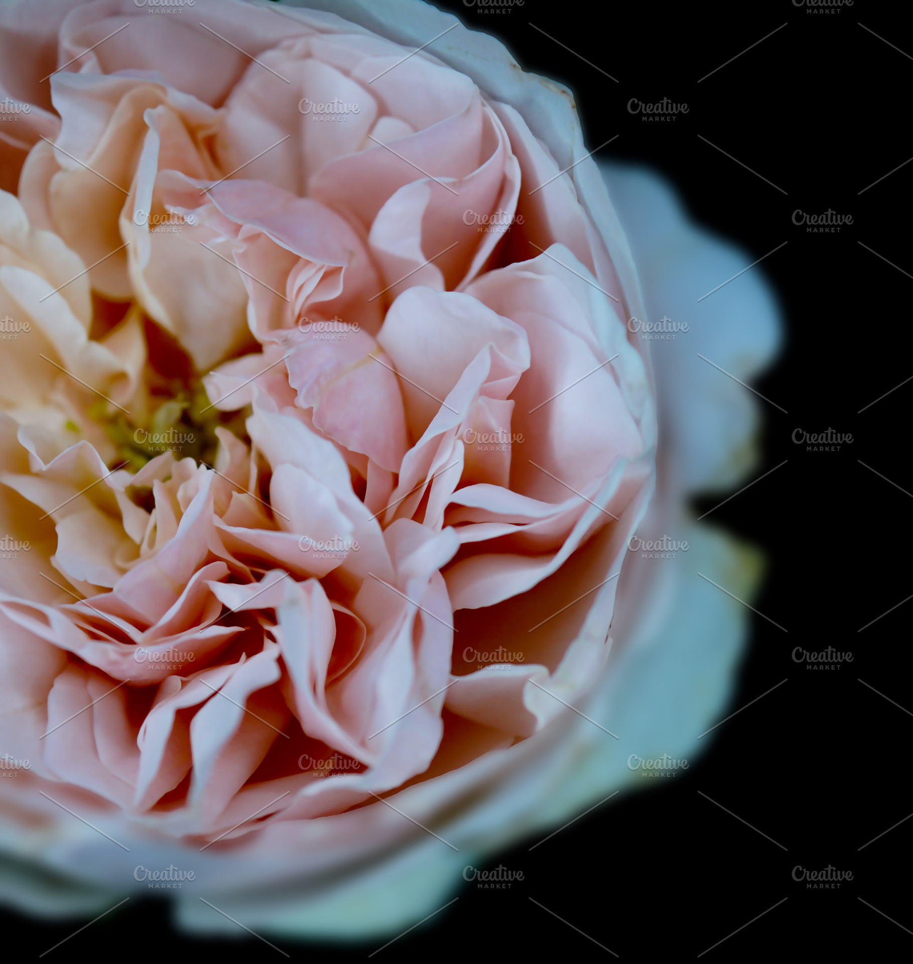 Evelyn Rose, a Nature Photo by M.Pellot Photography