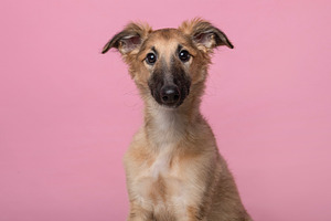 Portrait of a cute silken windsprite, a Photo by Elles Rijsdijk