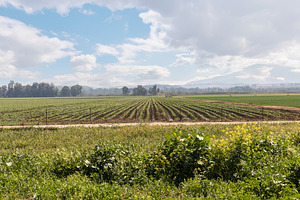 Agricultural Field with Green Crops, a Nature Photo by Imaginarium