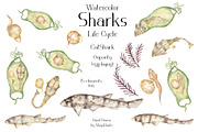 Watercolor Sharks Life Cycle Set, an Education Illustration by MayaNavits (Thumbnail 5 of 9)