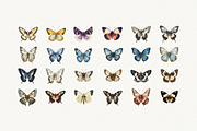 80 Vintage Butterflies Clipart, an Object Graphic by Nova Studio (Thumbnail 4 of 7)
