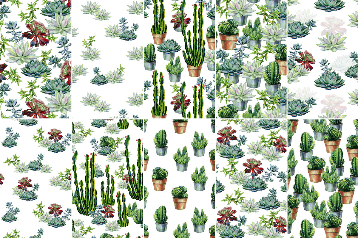 Cacti & Succulents, a Decorative Illustration by Anna Myslivets Art (Photo 9 of 9)