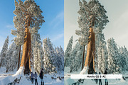 20 Winter Forest Lightroom Presets, a Preset Add-On by Hubzway (Thumbnail 10 of 13)