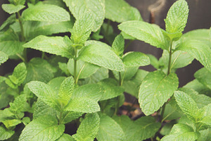 Garden Mint