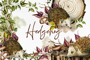 Hedgehog Watercolor Illustration, a Decorative Illustration by DioFlow (Thumbnail 1 of 6)