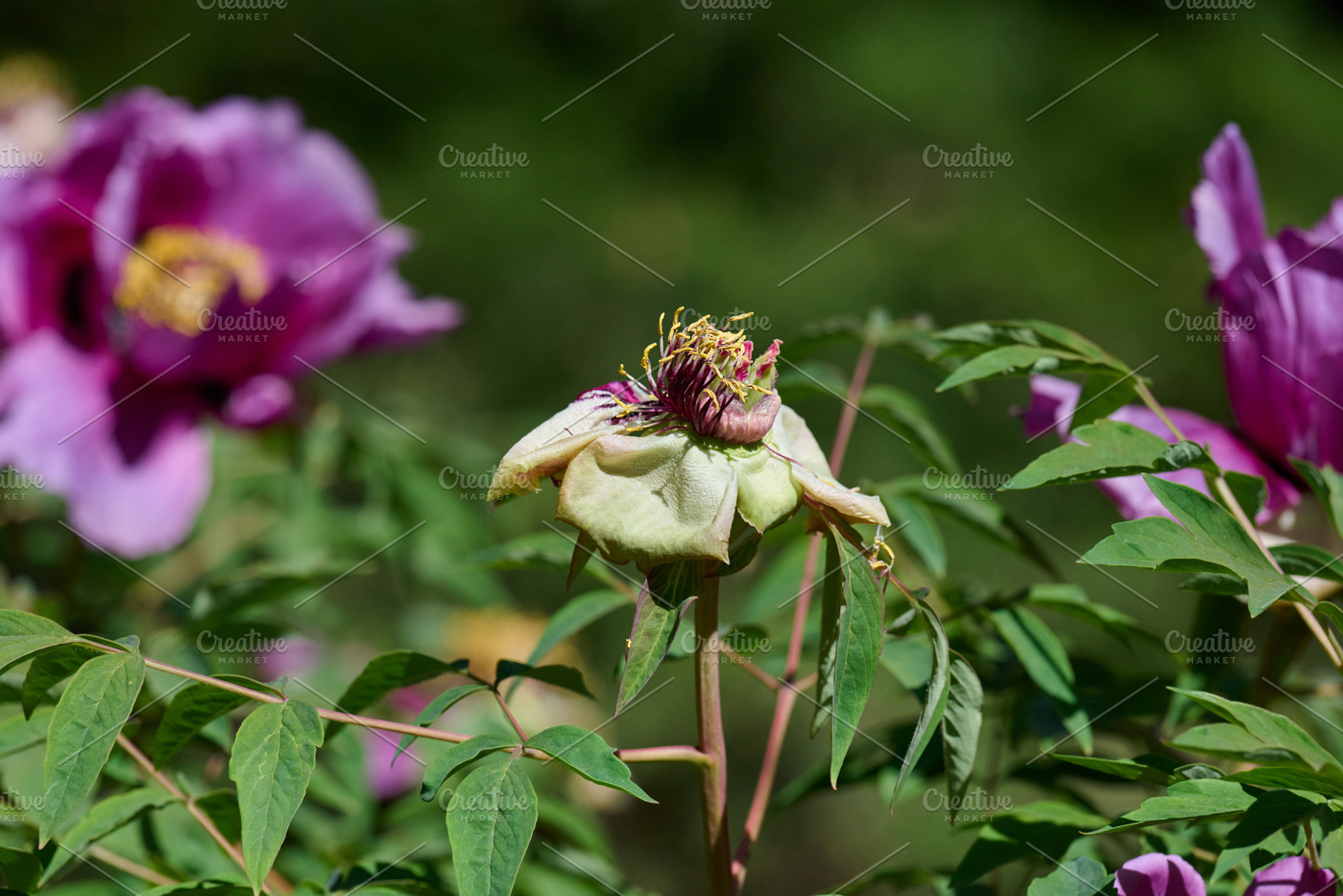 Peony stem with faded bud and green leaves on a summer day, a Nature Photo by ndanko