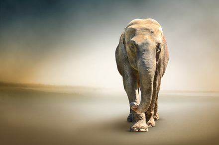 Elephant, an Animal Photo by PureSolution