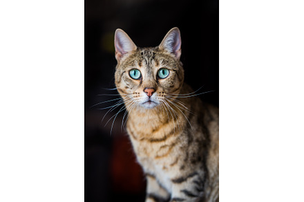 Portrait of a bengal cat with, an Animal Photo by COLORFUL