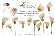 Calla Lily Watercolor Clipart Set, a Decorative Illustration by Floraphoria (Thumbnail 2 of 10)