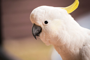 Cockatoo Parrot, an Animal Photo by THP Creative