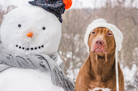 Lovable, pretty dog and snowman.Winter sunny day, an Animal Photo by Svetlana Barchan