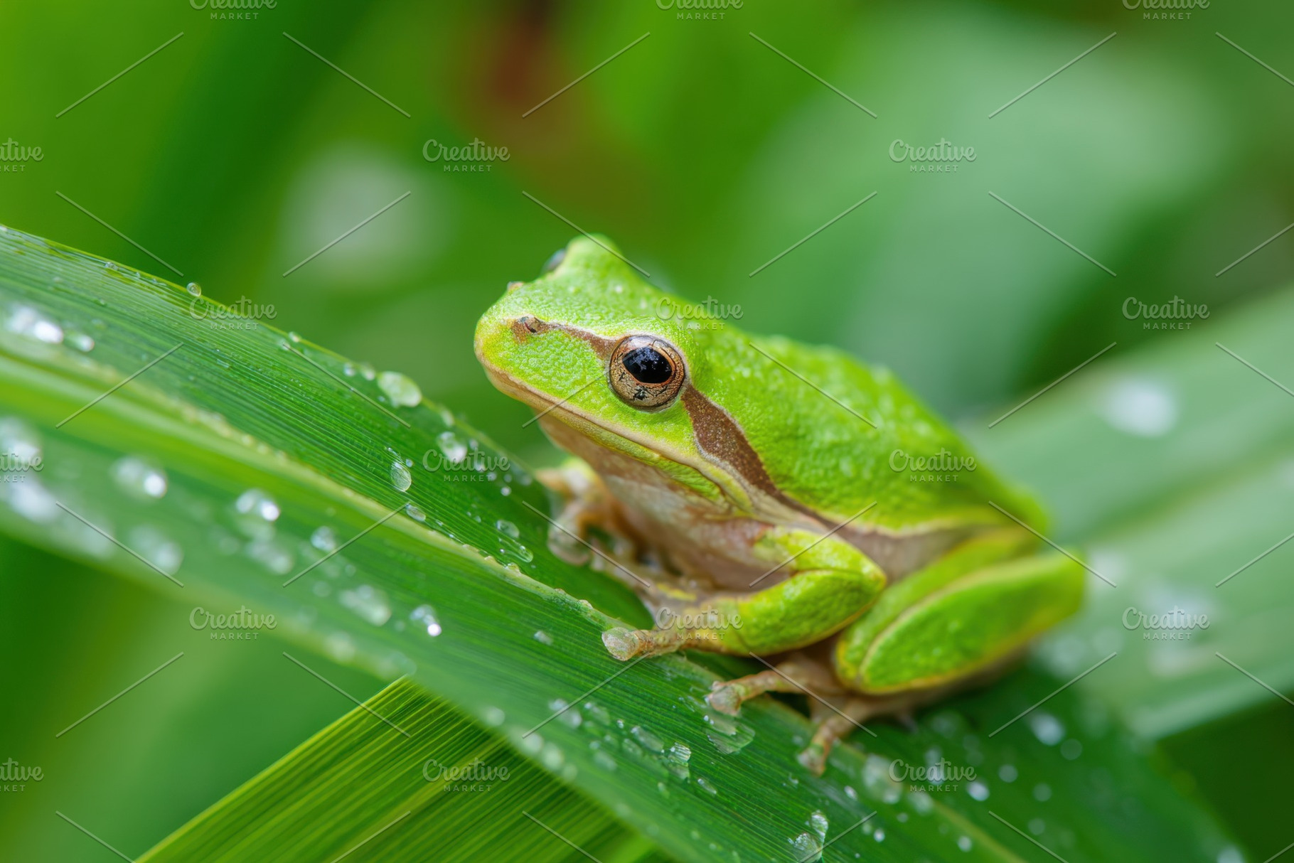 Close-up of a green frog on a leaf with droplets, an Animal Photo by AlyaAnd