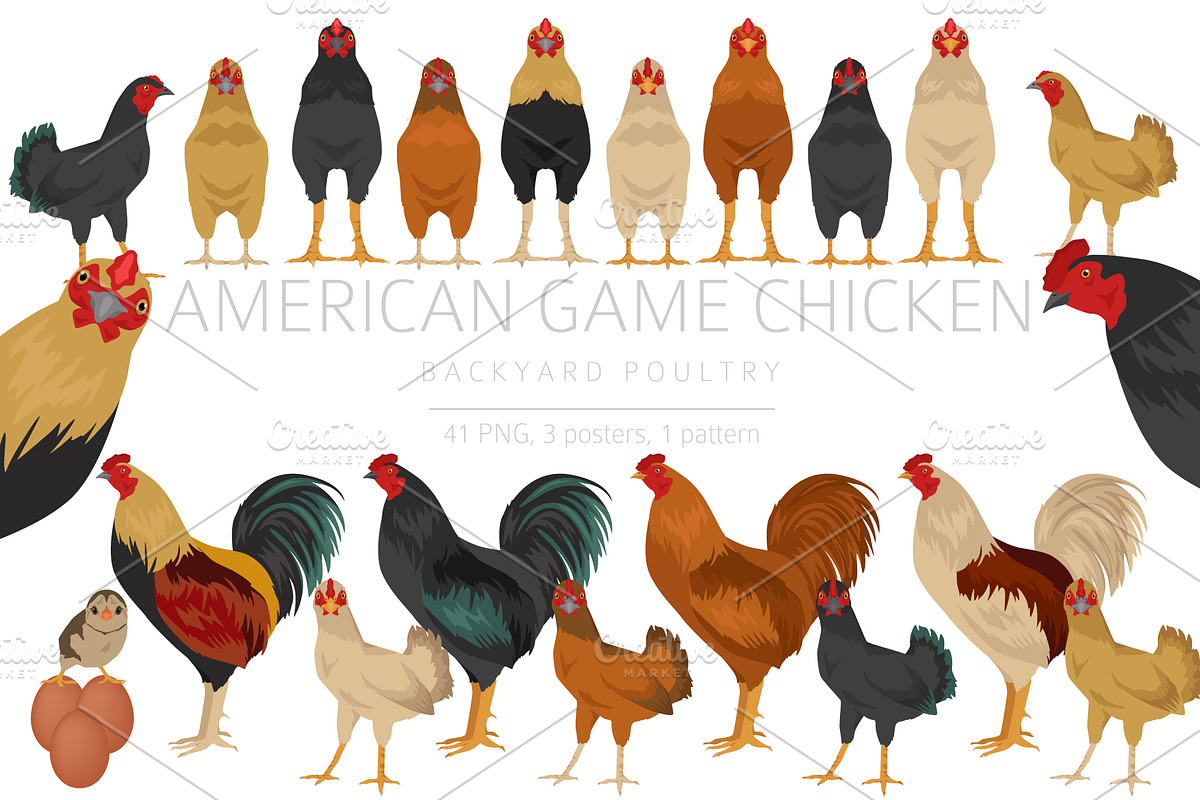 American Game Chicken breed clipart, an Animal Illustration by pet design shop (Photo 1 of 5)
