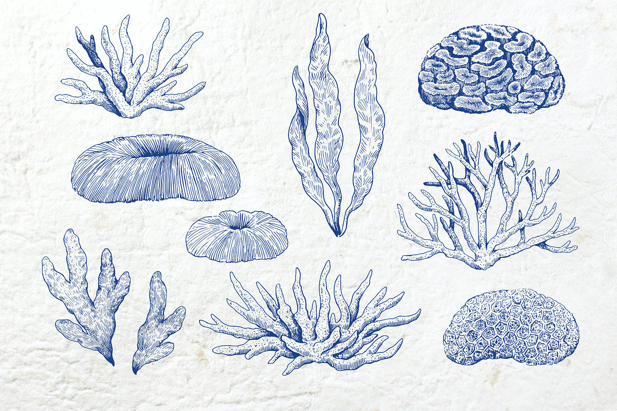 Coral gardens. Patterns collection, a Pattern Graphic by Robusta (Photo 15 of 16)
