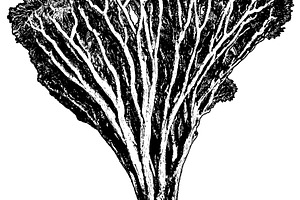 Iconic dragon tree photo, a Photo by DanFLCreativo
