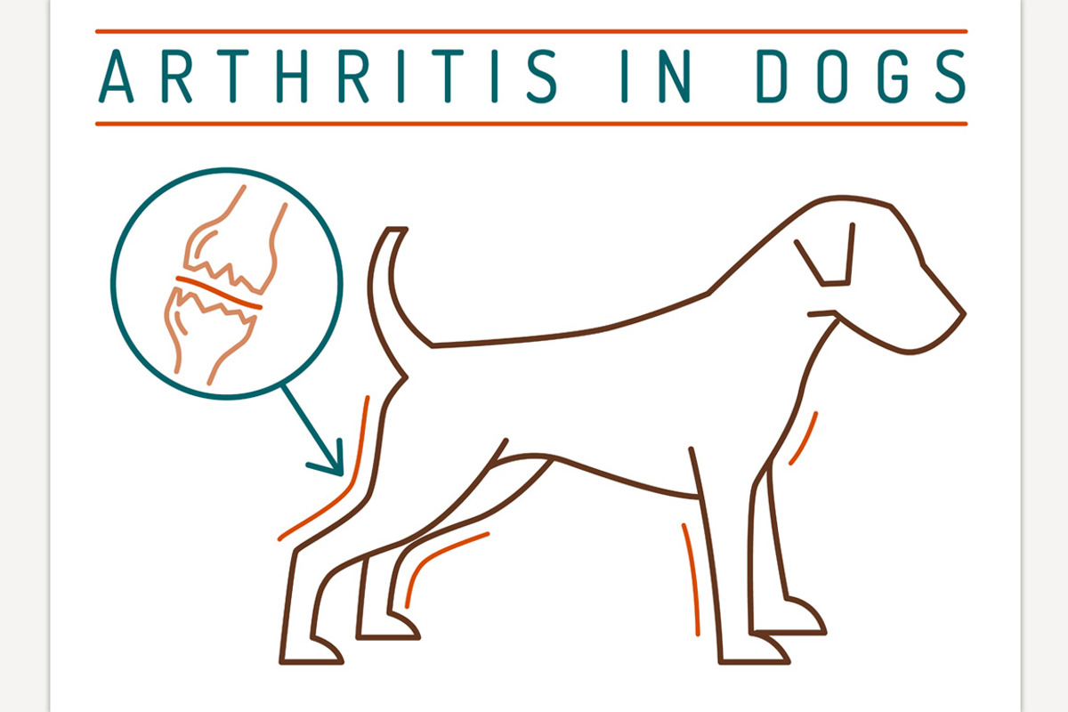 Arthritis in dogs. Medical poster, an Animal Illustration by Anna's Shop