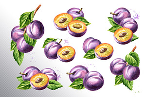 Plum. Watercolor Collection