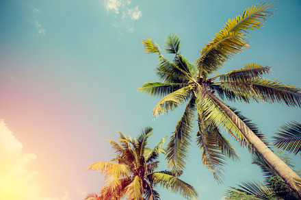 Tropical coconut tree featuring background, beach, and blue, a Nature Photo by Pushish Images