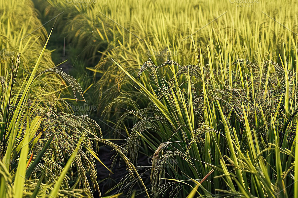 Golden Rice Field at Sunset, a Photo by LOGOCREATIVE (Photo 11 of 29)