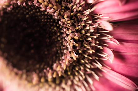 Pink gerbera daisy stock photo containing pink and petals
