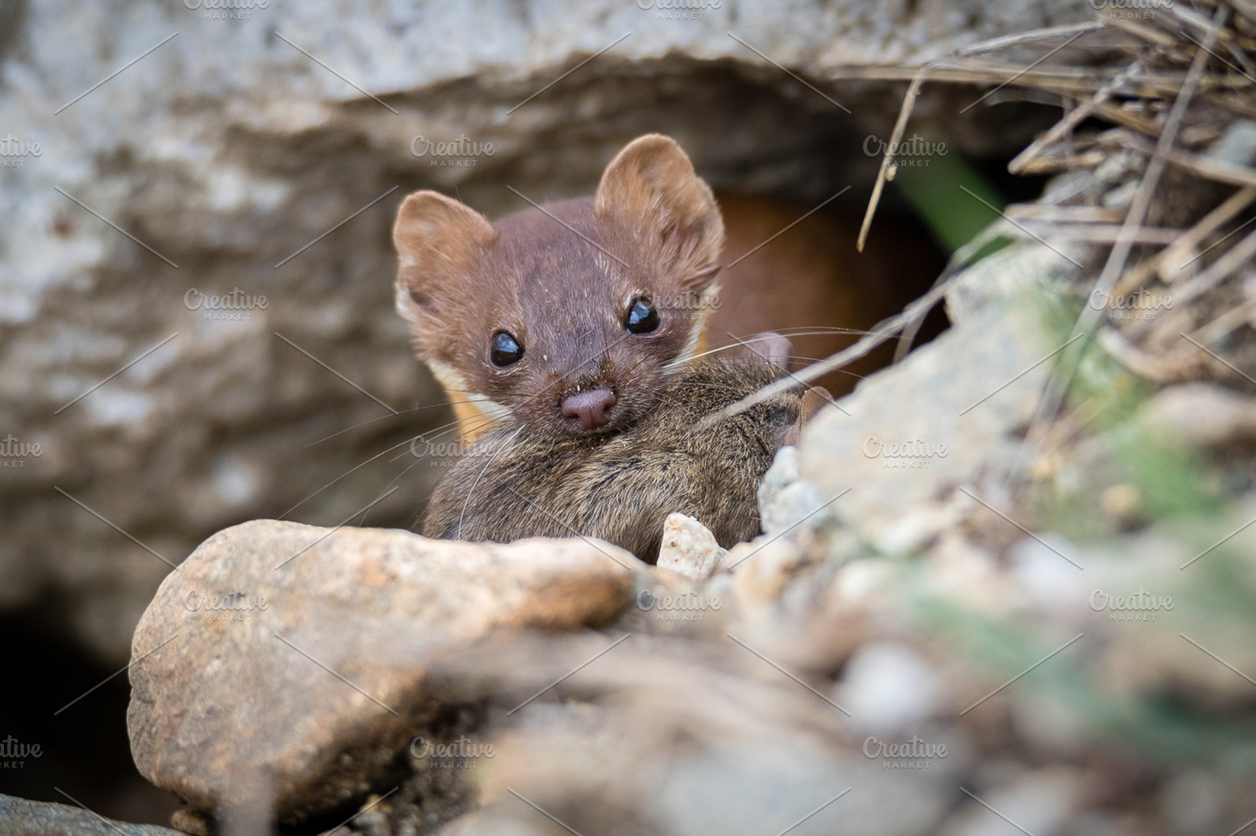 Long tailed weasel with mouse featuring photography, nature, and wildlife, an Animal Photo by MStrozewski Photography