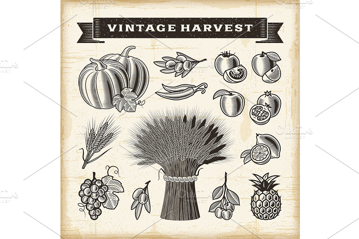 Vintage Harvest Set, a Food Illustration by Retro Graphics (Photo 2 of 2)