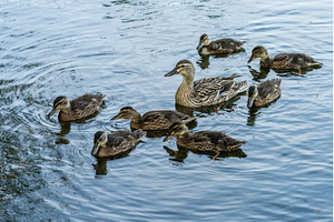 Mother duck and seven small chicks, an Animal Photo by Backyard Stock