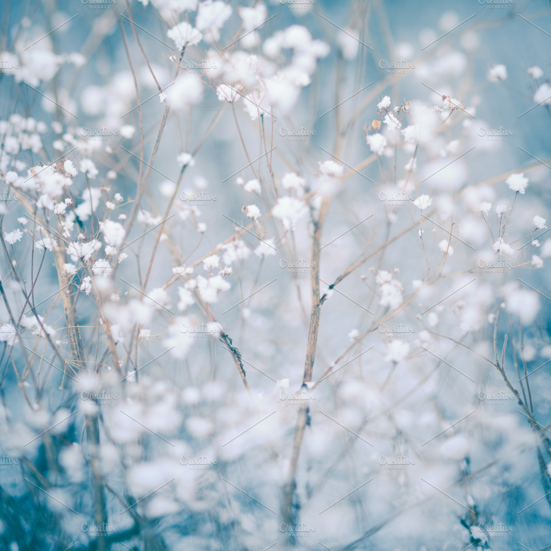 Winter plant background stock photo containing outdoor and autumn, an Abstract Photo by oksix