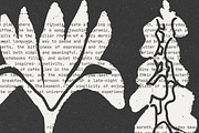 Wild Bloom: 70 Textured Flowers Pack, a Decorative Illustration by Veyla (Thumbnail 14 of 15)