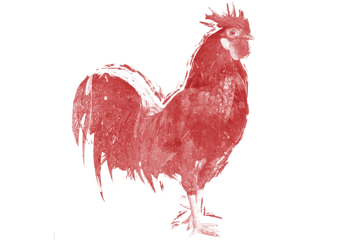 Little Red Rooster Illustration, an Animal Illustration by Digital Art Downloads (Photo 3 of 3)