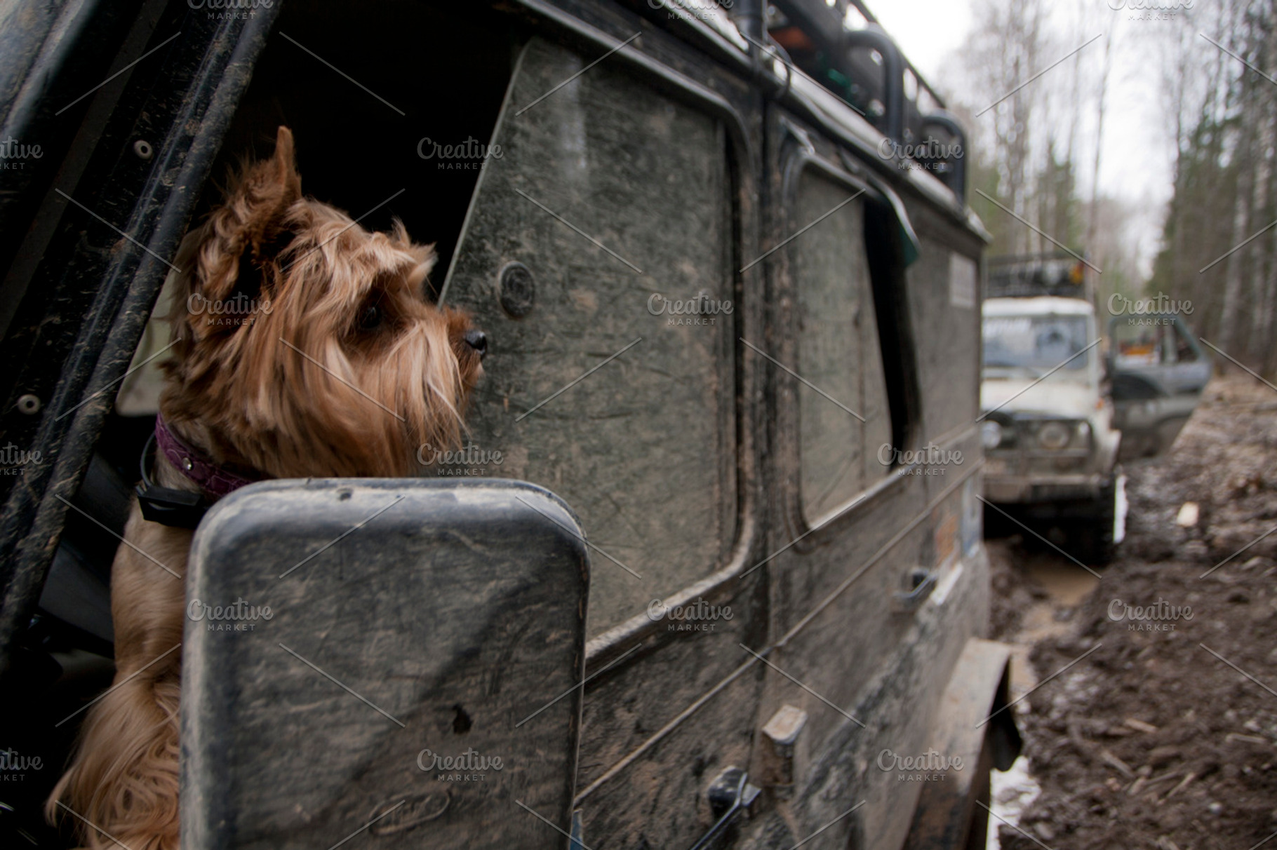 Dog in the car containing yorkshire terrier, dog, and pet