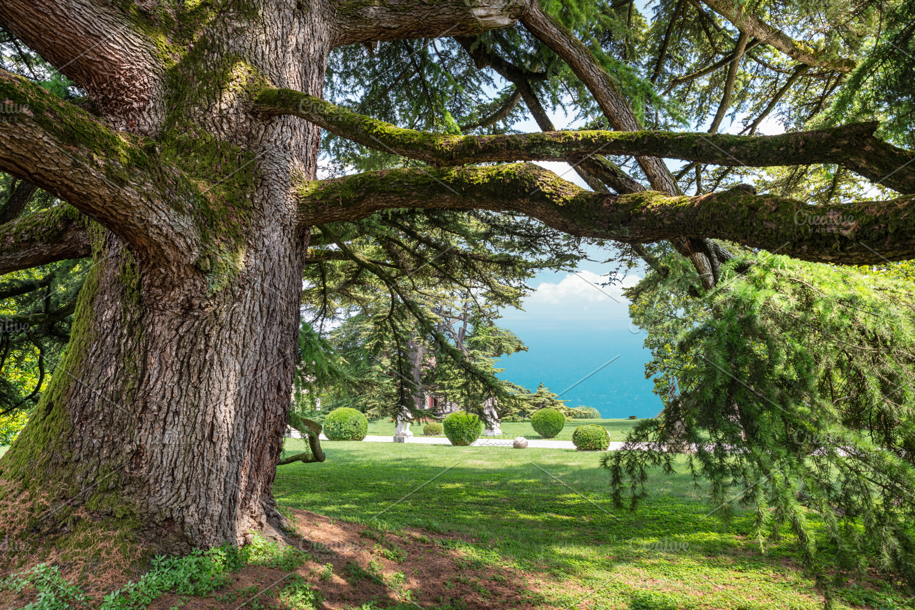 View of the calm blue sea from under huge old spruce branches co, a Nature Photo by Volff