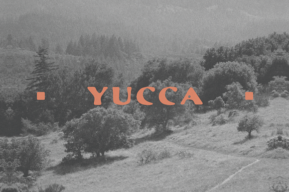 Yucca preview 5