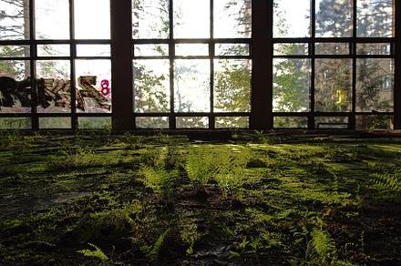 Nature's Reclamation