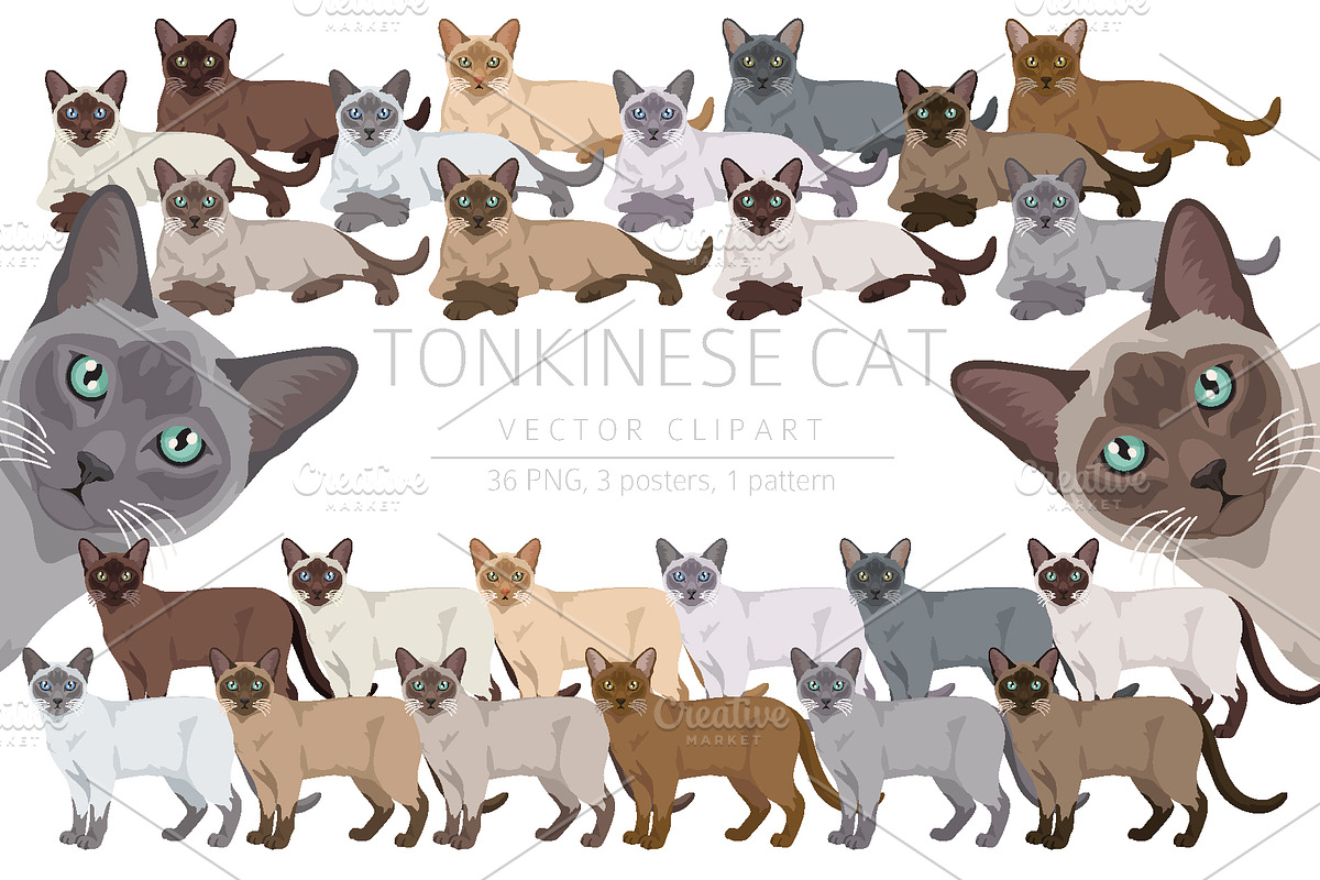 Tonkinese cat clip art, an Animal Illustration by pet design shop (Photo 1 of 5)