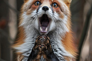 236 surprised animals, an Animal Photo by Handmadefont (Thumbnail 56 of 241)