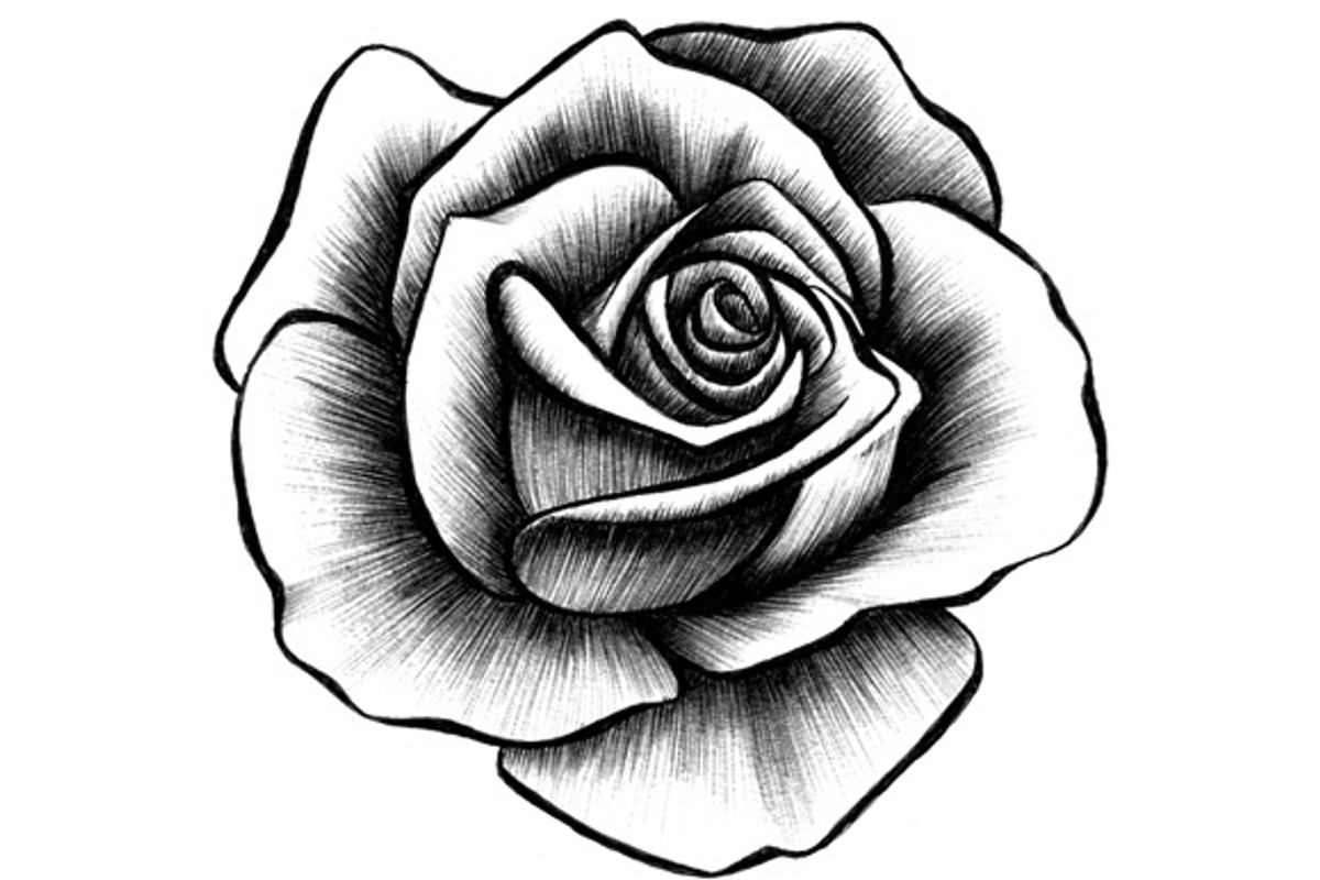 10 Rose Illustrations preview 2