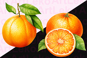 Oranges Watercolor Clipart, a Food Illustration by LekoArt (Thumbnail 3 of 10)