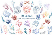 Ocean Animals Watercolor Clipart, an Animal Illustration by LenArt (Thumbnail 14 of 16)