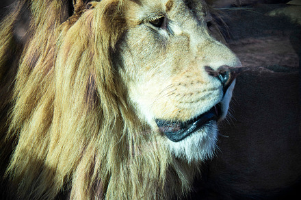 Lion in Zoo detail animal
