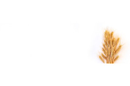spikelets of wheat isolate on white, a Food & Drink Photo by yanadjana