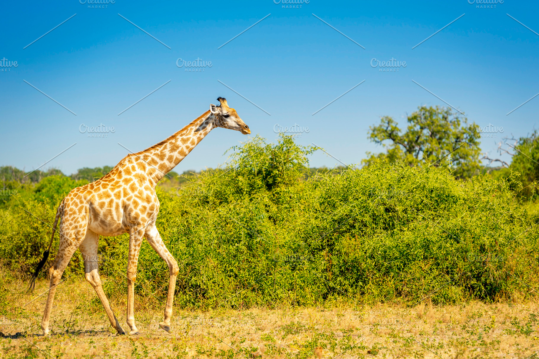 Wild Giraffe In Africa, an Animal Photo by THP Creative