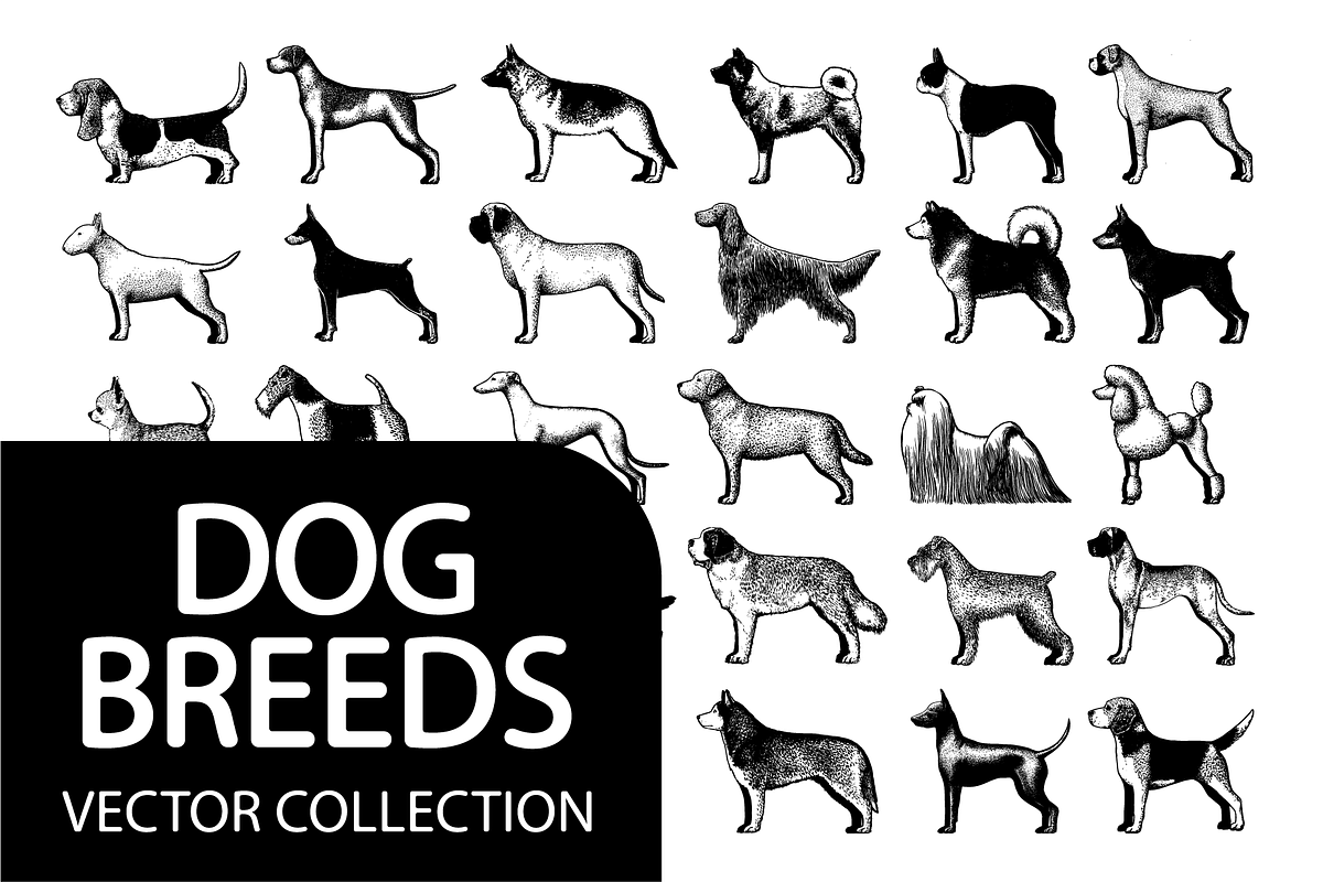 Engraved Dog Breeds Vector Pack, an Illustration by Andres M Rodriguez (Photo 1 of 2)