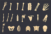 Human Skeleton Anatomy Bundle, an Education Illustration by Artnivora.Std (Thumbnail 3 of 3)