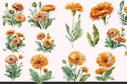 Watercolor Calendula Flowers Set, a Decorative Illustration by ARTify Illustrations (Thumbnail 2 of 3)