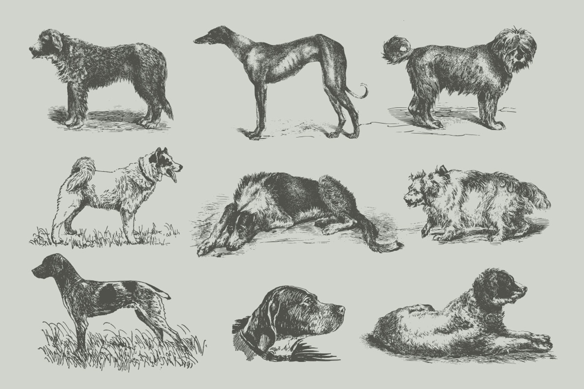 Vintage Bundle 2500+ Free Update, an Animal Illustration by Retro Machine (Photo 94 of 170)