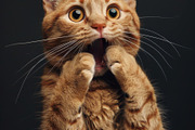 236 surprised animals, an Animal Photo by Handmadefont (Thumbnail 29 of 241)